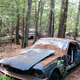 Illustration for article titled Massive Secret Mustang Junkyard Found In Rhode Island Forest